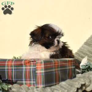 Bella, Shih Tzu Puppy